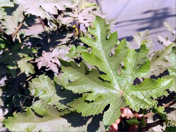 Afghan Fig
