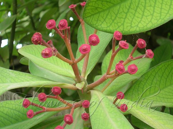 African Milk Bush