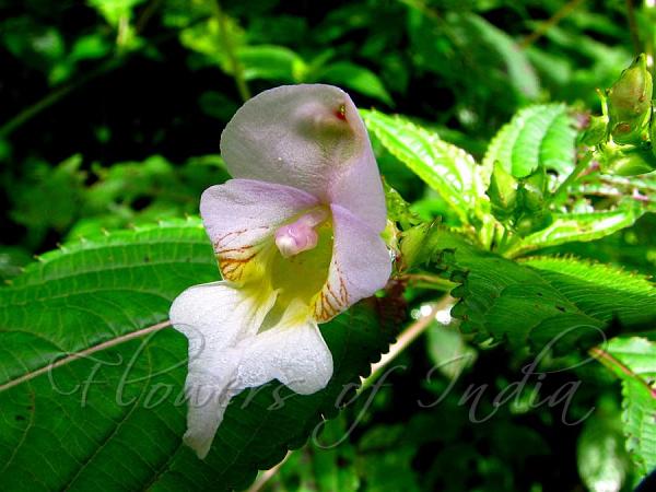 Amphora Balsam