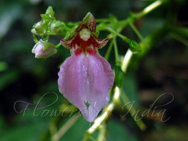 Anamalai Balsam