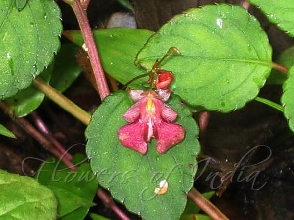 Anamudi Balsam
