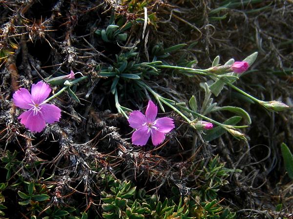 Anatolian Pink