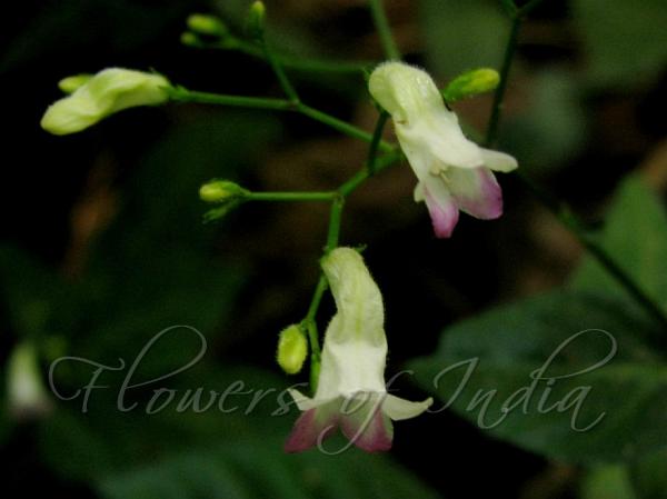 Andaman Bellthorn