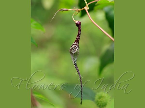 Andaman Ceropegia