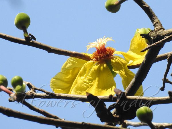 Andaman Dog Teak