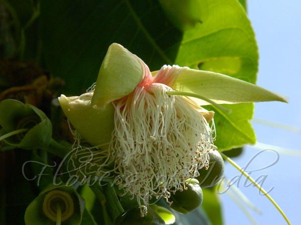 Andaman Planchonia