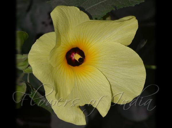 Angled Wild Mallow