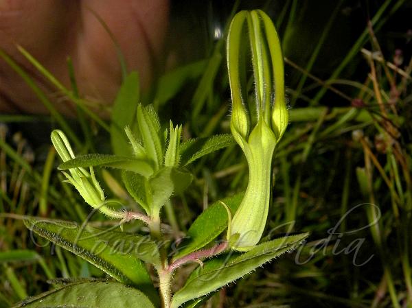 Anjaneri Ceropegia