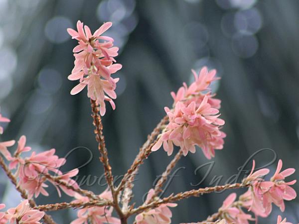 Ant Tree