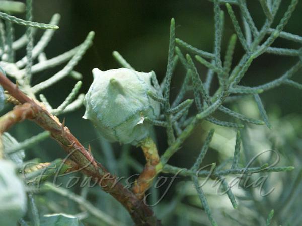 Arizona Cypress
