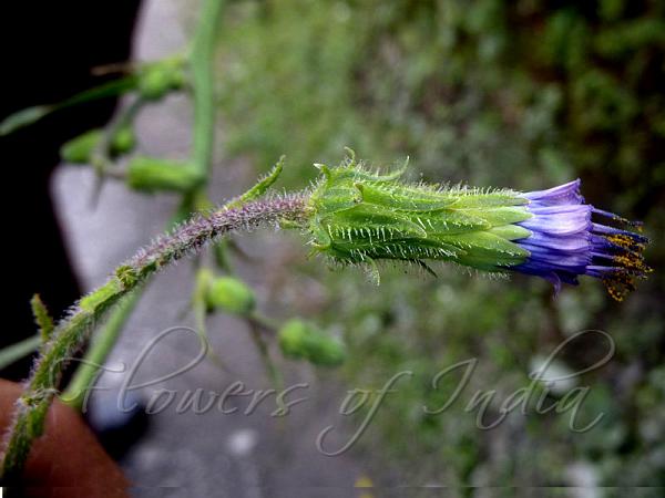 Arrowleaf Blue-Sow-Thistle