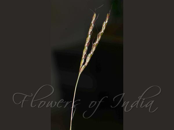Arrowleaf Muraina Grass