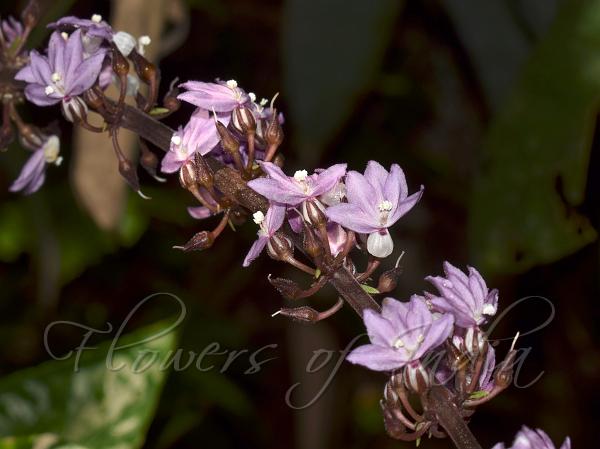 Arunachal False Eranthemum