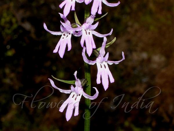 Arunachal Hemipilia