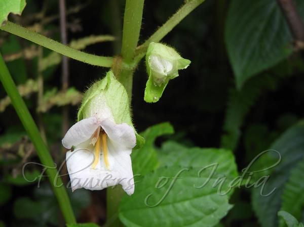 Arunachal Henckelia