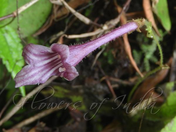 Ashy Stone Flower