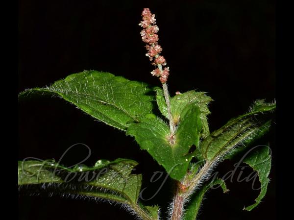 Asian Copperleaf