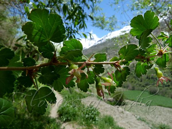 Asian Gooseberry