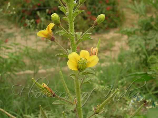 Asian Spider Flower