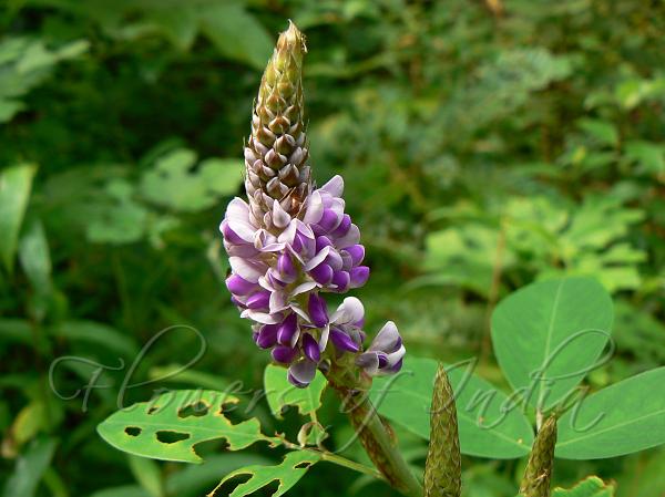 Asian Tick Trefoil
