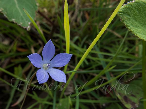 Asiatic Bellflower