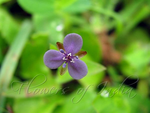 Asiatic Dewflower