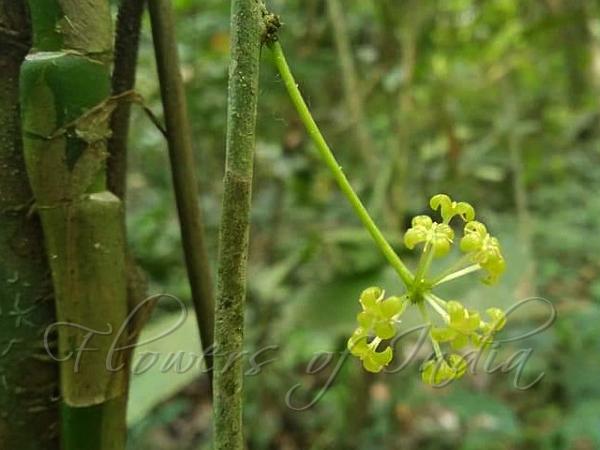Assam Miquelia