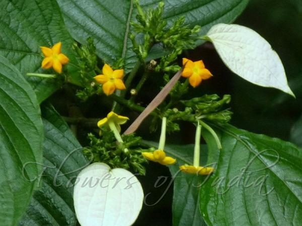 Assam Mussaenda