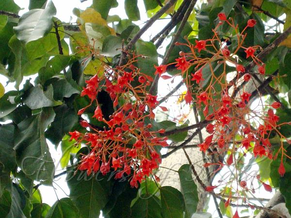 Australian Flame Tree