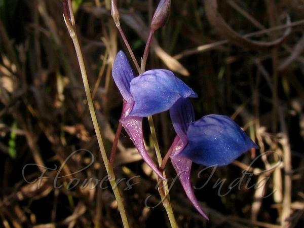 Babu Bladderwort