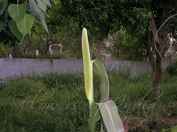 Bajra