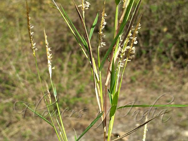 Bamboo Grass