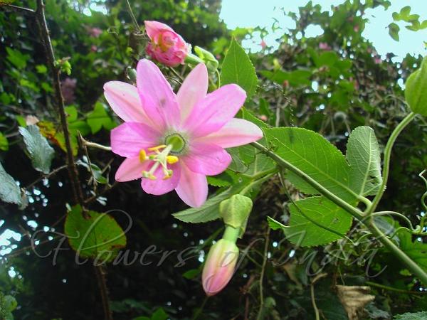 Banana Passion Flower