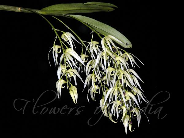 Bare Dendrobium