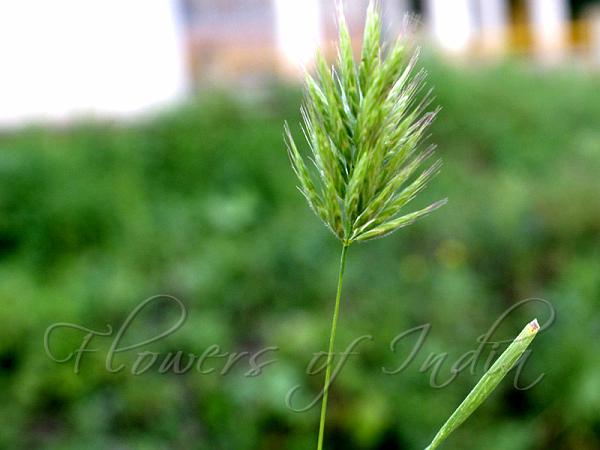 Barley Brome