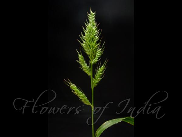 Barnyard Grass