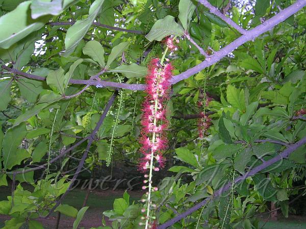 Barringtonia