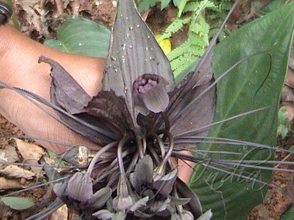 Bat Flower