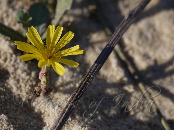 Beach Launaea