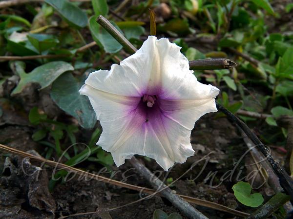 Beach Morning Glory