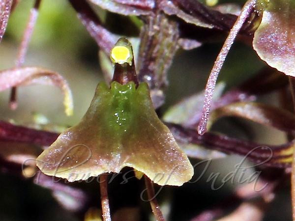 Bearded Liparis