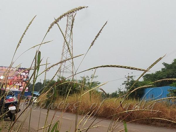 Bearded Muraina Grass