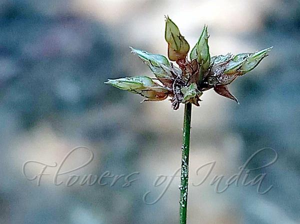 Bearded Watergrass