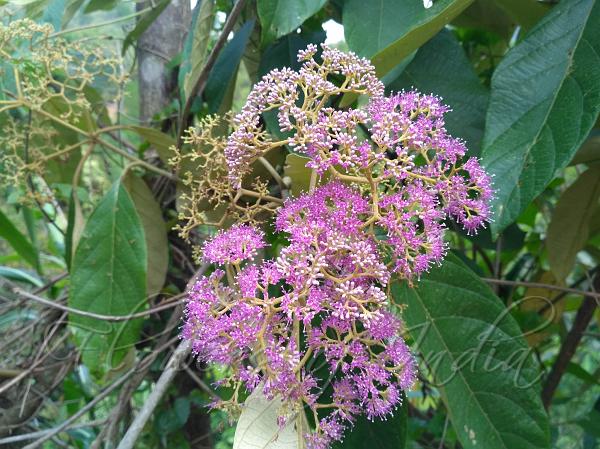 Beautyberry Tree