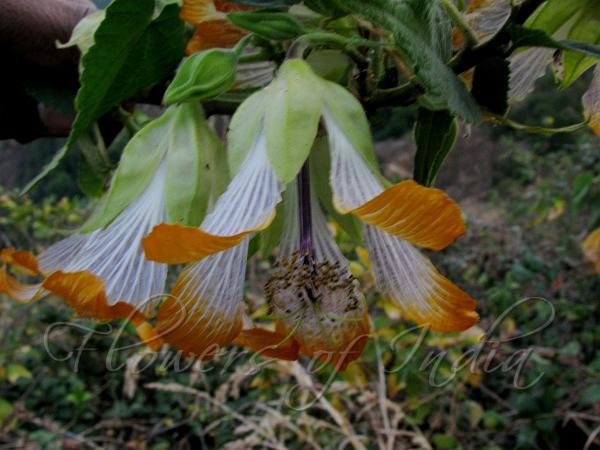 Bell Mallow