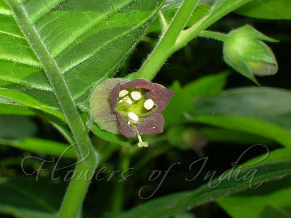 Belladonna