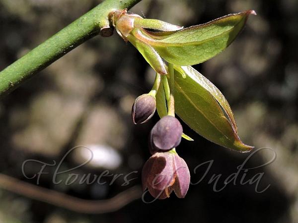 Bellflower Sabia