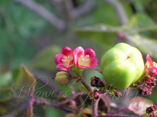 Bellyache Bush