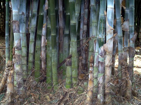 Bengal Bamboo