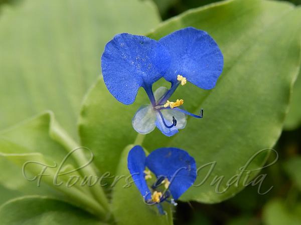 Bengal Dayflower